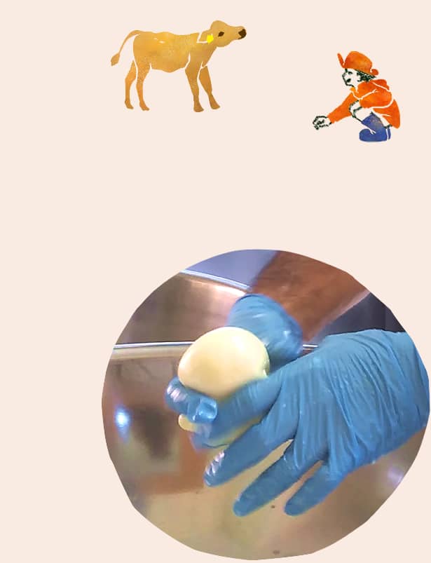 チーズ作り